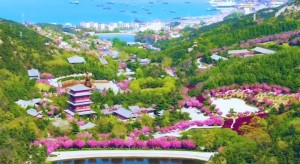 4月20日至5月5日威海赤山景區(qū)邀您共度浪漫櫻花季！
