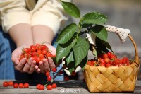5月18日至6月16日，“櫻桃之約”邀你共赴！